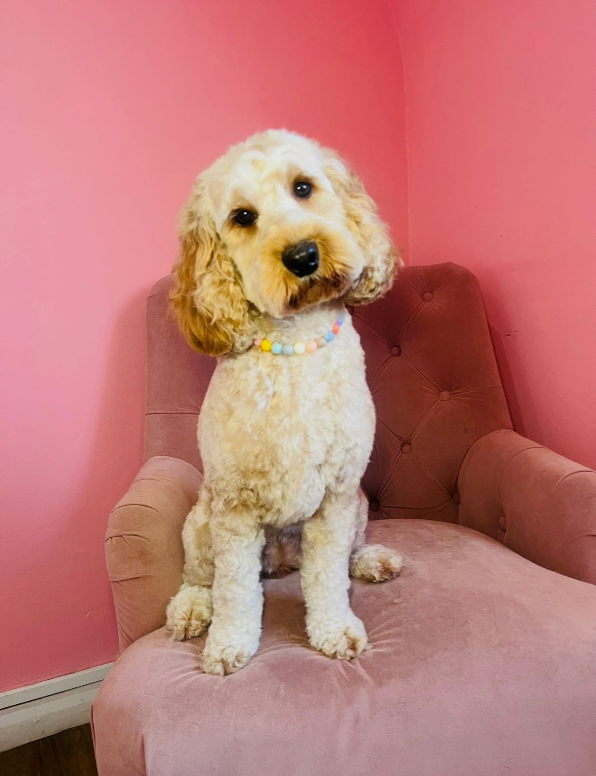 Recent groom at Sam's Scrub Club, Liverpool